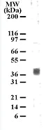 Western blot - Anti-5HT1B Receptor antibody (AB13896)