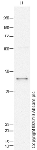 Western blot - Anti-5HT1B Receptor antibody (AB85937), expandable thumbnail