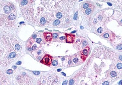 Immunohistochemistry (Formalin/PFA-fixed paraffin-embedded sections) - Anti-5HT1F Receptor antibody (AB230778)