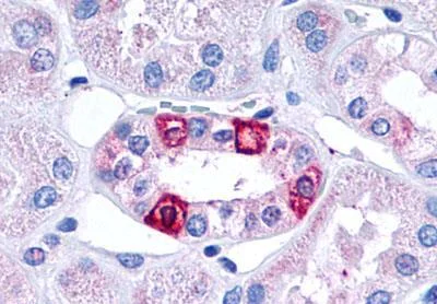 Immunohistochemistry (Formalin/PFA-fixed paraffin-embedded sections) - Anti-5HT1F Receptor antibody (AB230778)