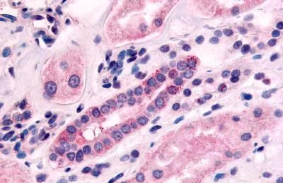 Immunohistochemistry (Formalin/PFA-fixed paraffin-embedded sections) - Anti-5HT1F Receptor antibody (AB230794)