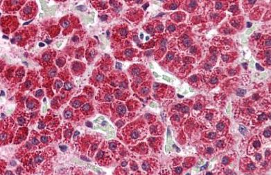 Immunohistochemistry (Formalin/PFA-fixed paraffin-embedded sections) - Anti-5HT2A Receptor antibody - C-terminal (AB140524), expandable thumbnail