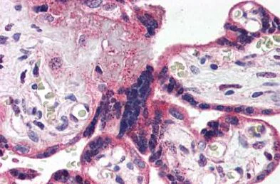 Immunohistochemistry (Formalin/PFA-fixed paraffin-embedded sections) - Anti-5HT2A Receptor antibody - C-terminal (AB140524)