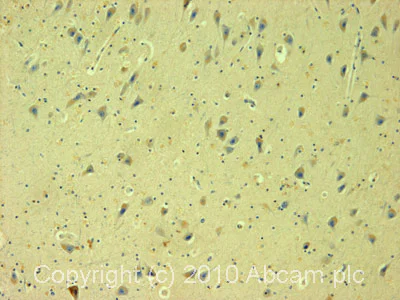 Immunohistochemistry (Formalin/PFA-fixed paraffin-embedded sections) - Anti-5HT3A receptor/5ht3 antibody (AB13897)