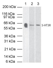 Western blot - Anti-5HT3A receptor/5ht3 antibody (AB13897), expandable thumbnail