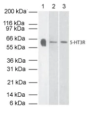 Western blot - Anti-5HT3A receptor/5ht3 antibody (AB13897)
