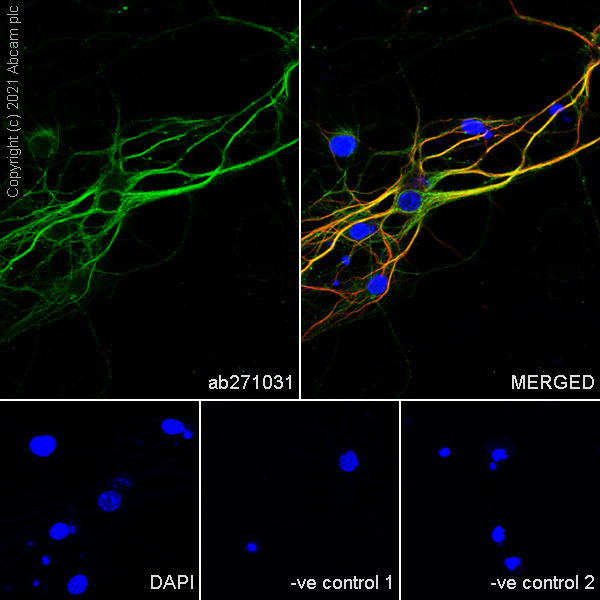 Immunocytochemistry/ Immunofluorescence - Anti-5HT3A receptor/5ht3 antibody [EPR24323-75] (AB271031), expandable thumbnail