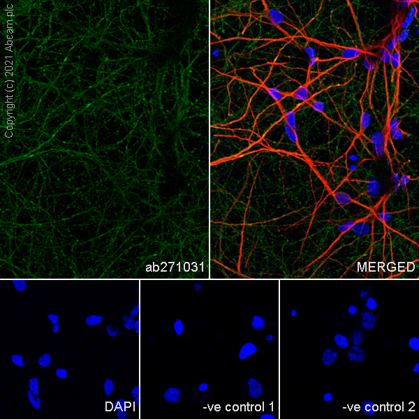 Immunocytochemistry/ Immunofluorescence - Anti-5HT3A receptor/5ht3 antibody [EPR24323-75] (AB271031), expandable thumbnail