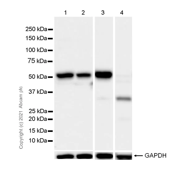 Western blot - Anti-5HT3A receptor/5ht3 antibody [EPR24323-75] (AB271031)