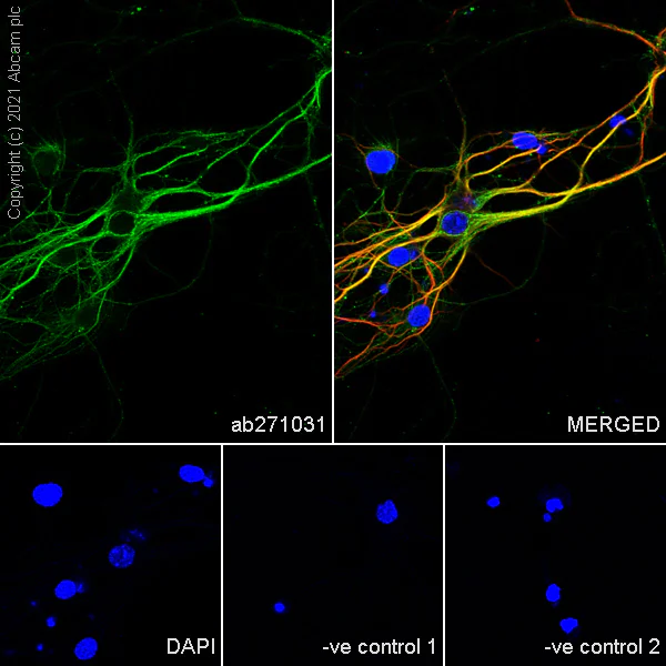 Immunocytochemistry/ Immunofluorescence - Anti-5HT3A receptor/5ht3 antibody [EPR24323-75] - BSA and Azide free (AB283352)