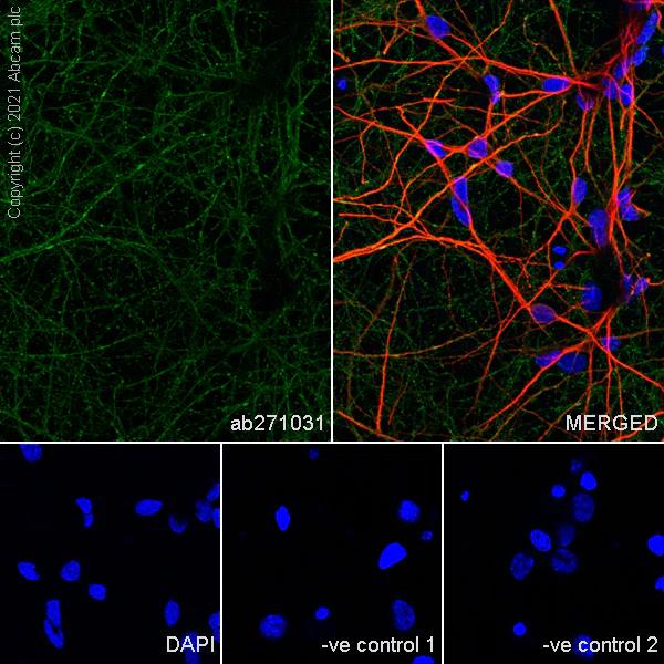 Immunocytochemistry/ Immunofluorescence - Anti-5HT3A receptor/5ht3 antibody [EPR24323-75] - BSA and Azide free (AB283352)