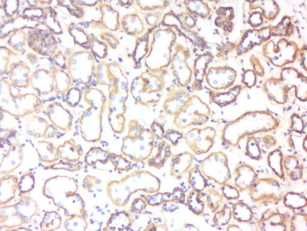 Immunohistochemistry (Formalin/PFA-fixed paraffin-embedded sections) - Anti-5HT3B receptor antibody (AB214211)