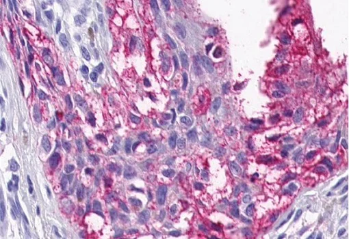 Immunohistochemistry (Formalin/PFA-fixed paraffin-embedded sections) - Anti-5HT4 Receptor antibody (AB219116)
