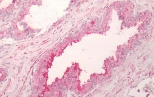 Immunohistochemistry (Formalin/PFA-fixed paraffin-embedded sections) - Anti-5HT4 Receptor antibody (AB219116)