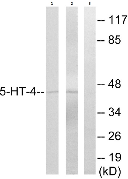 Anti-5HT4 Receptor antibody