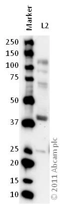 Western blot - Anti-5HT4 Receptor antibody (AB60359)