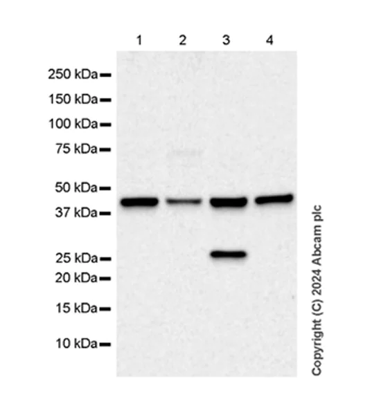 Western blot - Anti-5HT4 Receptor antibody [EPR28675-19] - BSA and Azide free (AB317501)