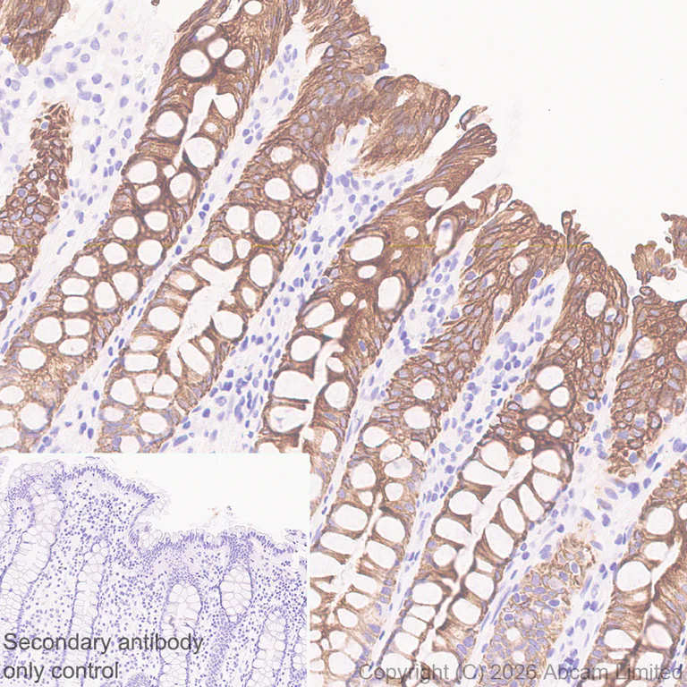 Immunohistochemistry (Formalin/PFA-fixed paraffin-embedded sections) - Anti-5HT4 Receptor antibody [EPR28675-68] (AB327053)