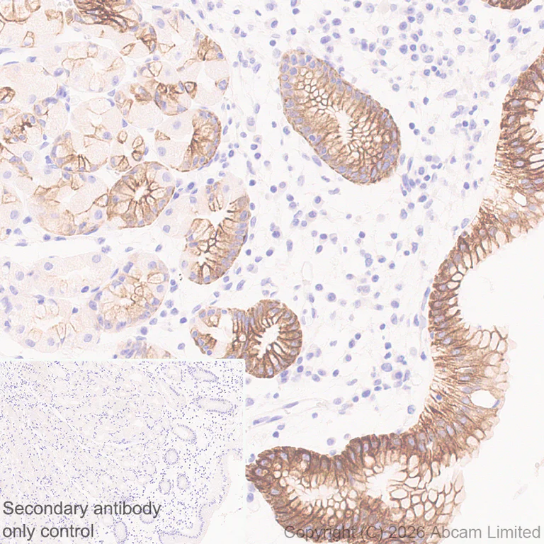 Immunohistochemistry (Formalin/PFA-fixed paraffin-embedded sections) - Anti-5HT4 Receptor antibody [EPR28675-68] (AB327053)
