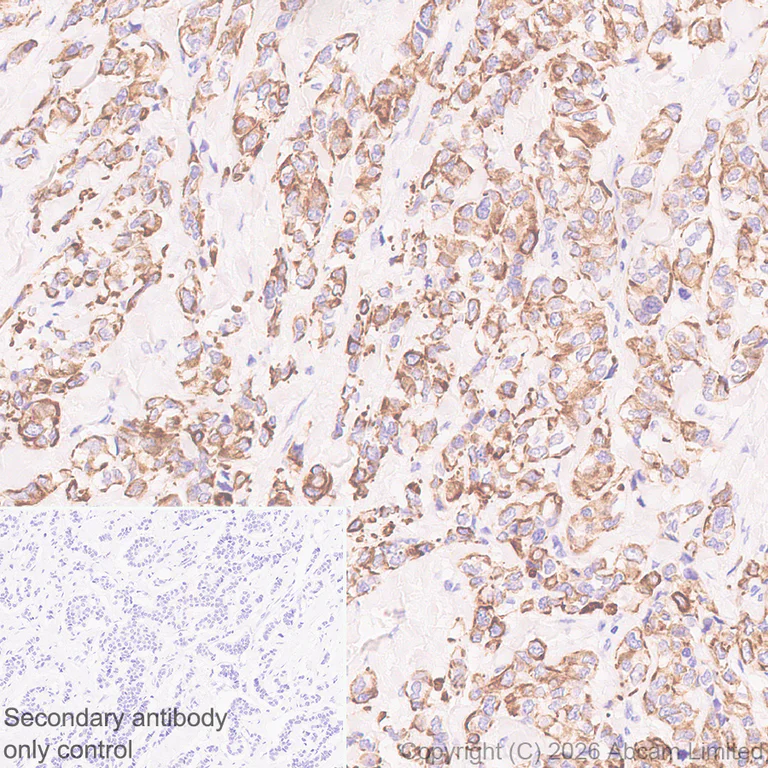 Immunohistochemistry (Formalin/PFA-fixed paraffin-embedded sections) - Anti-5HT4 Receptor antibody [EPR28675-68] (AB327053)