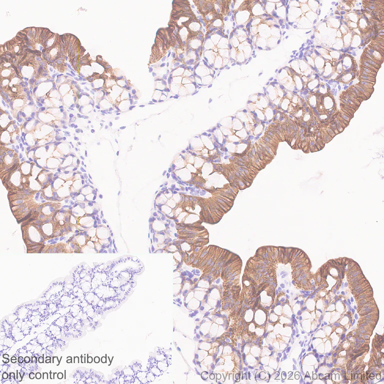 Immunohistochemistry (Formalin/PFA-fixed paraffin-embedded sections) - Anti-5HT4 Receptor antibody [EPR28675-68] (AB327053)