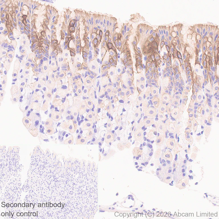 Immunohistochemistry (Formalin/PFA-fixed paraffin-embedded sections) - Anti-5HT4 Receptor antibody [EPR28675-68] (AB327053)