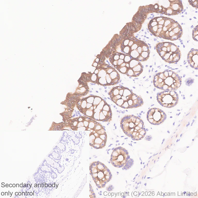 Immunohistochemistry (Formalin/PFA-fixed paraffin-embedded sections) - Anti-5HT4 Receptor antibody [EPR28675-68] (AB327053)
