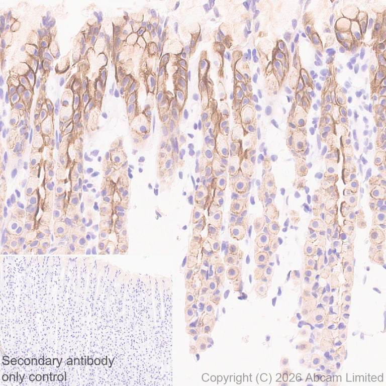 Immunohistochemistry (Formalin/PFA-fixed paraffin-embedded sections) - Anti-5HT4 Receptor antibody [EPR28675-68] (AB327053)