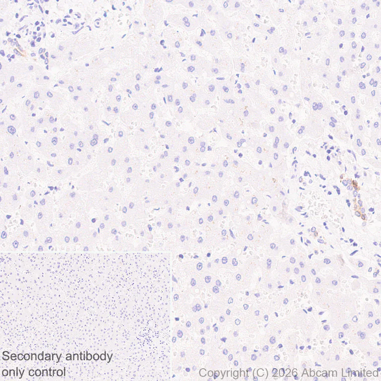 Immunohistochemistry (Formalin/PFA-fixed paraffin-embedded sections) - Anti-5HT4 Receptor antibody [EPR28675-68] (AB327053)