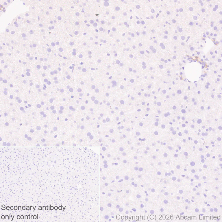 Immunohistochemistry (Formalin/PFA-fixed paraffin-embedded sections) - Anti-5HT4 Receptor antibody [EPR28675-68] (AB327053)