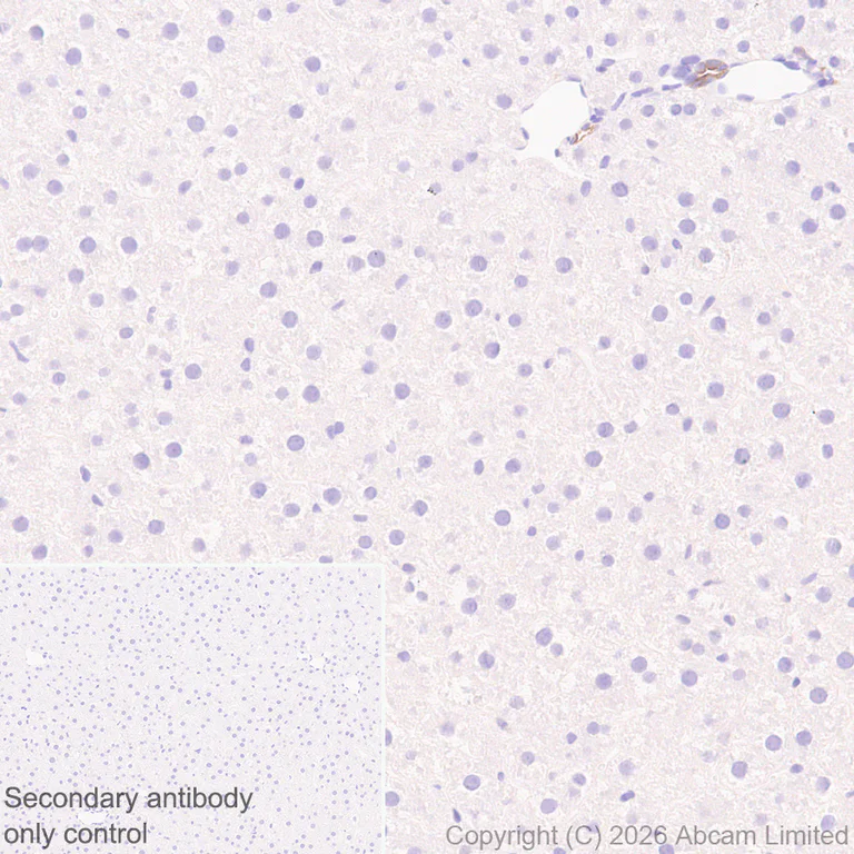 Immunohistochemistry (Formalin/PFA-fixed paraffin-embedded sections) - Anti-5HT4 Receptor antibody [EPR28675-68] (AB327053)