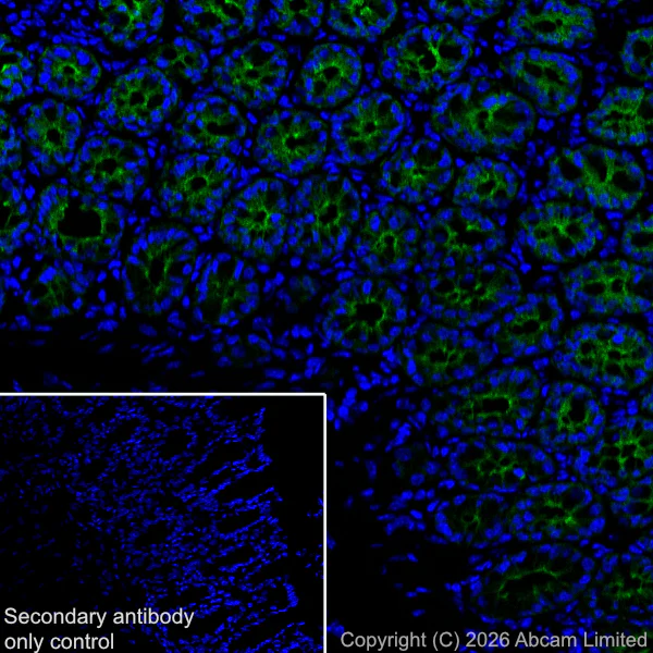 Immunohistochemistry (Frozen sections) - Anti-5HT4 Receptor antibody [EPR28675-68] (AB327053)