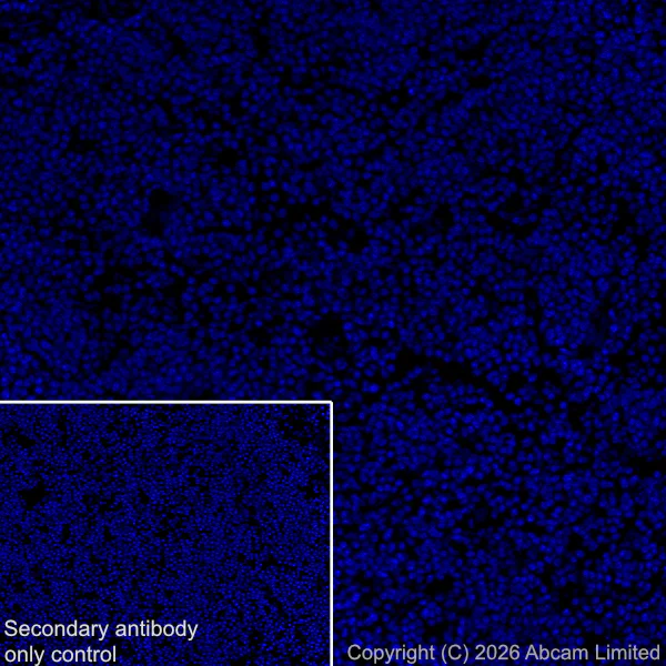 Immunohistochemistry (Frozen sections) - Anti-5HT4 Receptor antibody [EPR28675-68] (AB327053)