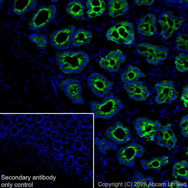 Immunohistochemistry (Frozen sections) - Anti-5HT4 Receptor antibody [EPR28675-68] (AB327053)