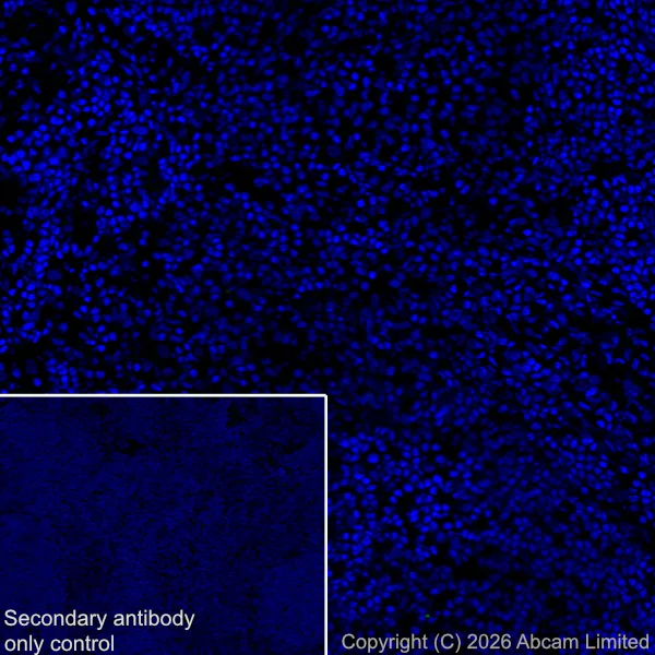 Immunohistochemistry (Frozen sections) - Anti-5HT4 Receptor antibody [EPR28675-68] (AB327053)