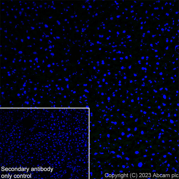 Immunohistochemistry (Frozen sections) - Anti-5HT6 Receptor antibody [EPR26400-50] (ab315380), expandable thumbnail
