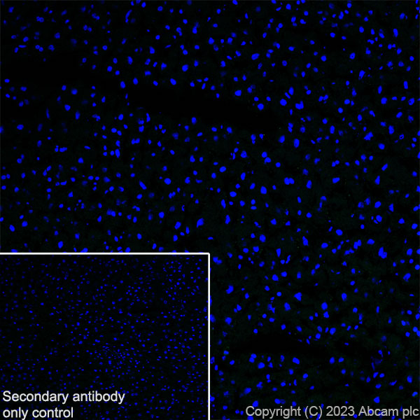 Immunohistochemistry (Frozen sections) - Anti-5HT6 Receptor antibody [EPR26400-50] (ab315380), expandable thumbnail