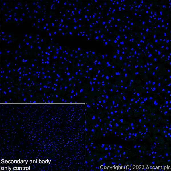 Immunohistochemistry (Frozen sections) - Anti-5HT6 Receptor antibody [EPR26400-50] (AB315380)