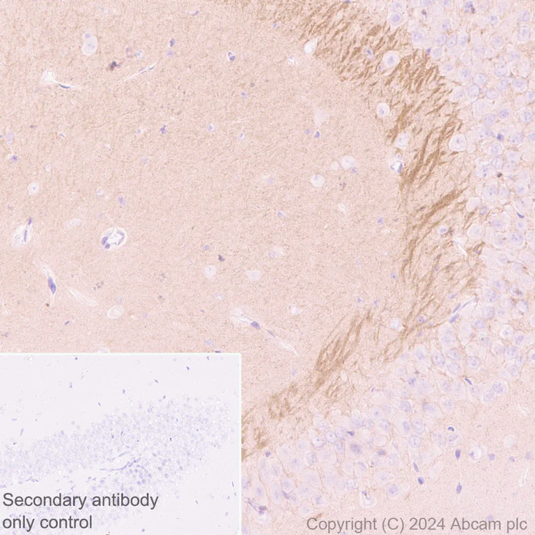 Immunohistochemistry (Formalin/PFA-fixed paraffin-embedded sections) - Anti-5HT7 Receptor antibody [EPR28676-1] (AB317565)