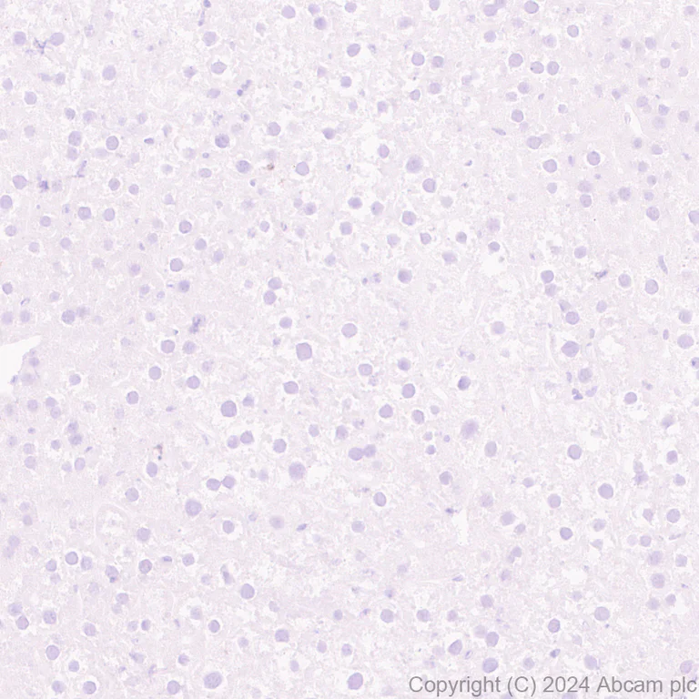 Immunohistochemistry (Formalin/PFA-fixed paraffin-embedded sections) - Anti-5HT7 Receptor antibody [EPR28676-1] (AB317565)