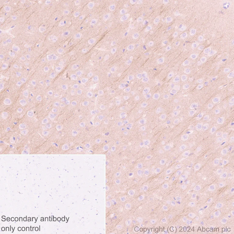 Immunohistochemistry (Formalin/PFA-fixed paraffin-embedded sections) - Anti-5HT7 Receptor antibody [EPR28676-1] - BSA and Azide free (AB317566)