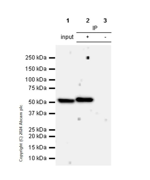 Immunoprecipitation - Anti-5HT7 Receptor antibody [EPR28676-1] - BSA and Azide free (AB317566)