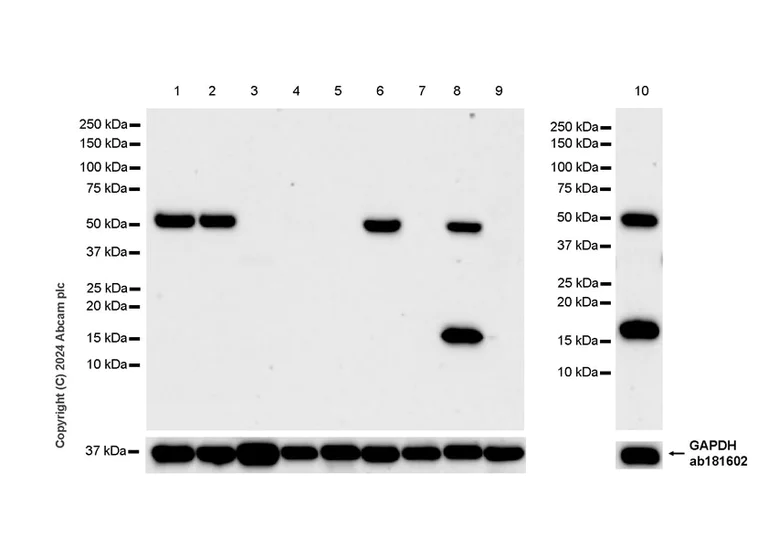 Western blot - Anti-5HT7 Receptor antibody [EPR28676-1] - BSA and Azide free (AB317566)