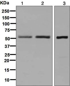 Western blot - Anti-5HT7 Receptor antibody [EPR6271] - BSA and Azide free (AB248203)