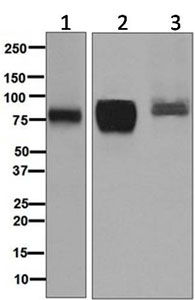 Western blot - Anti-5T4 antibody [EPR5529] (AB134162), expandable thumbnail