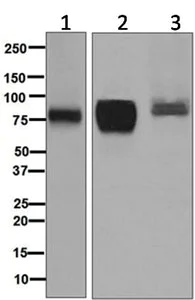 Western blot - Anti-5T4 antibody [EPR5529] - BSA and Azide free (AB201711)