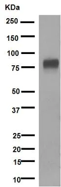 Western blot - Anti-5T4 antibody [EPR5529] - BSA and Azide free (AB201711)