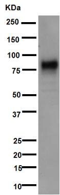 Western blot - Anti-5T4 antibody [EPR5529] - BSA and Azide free (AB201711), expandable thumbnail