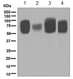 Western blot - Anti-5T4 antibody [EPR5530] - BSA and Azide free (AB189508)