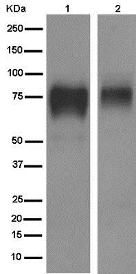 Western blot - Anti-5T4 antibody [EPR5530] - BSA and Azide free (AB189508)